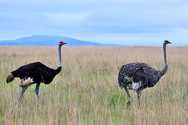 Nambiti Big Five Wildlife Nambiti Private Game Reserve KwaZulu-Natal South Africa