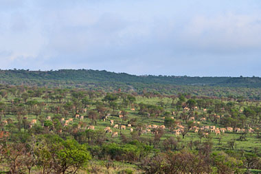 Landscape Nambiti Private Game Reserve KwaZulu-Natal South Africa